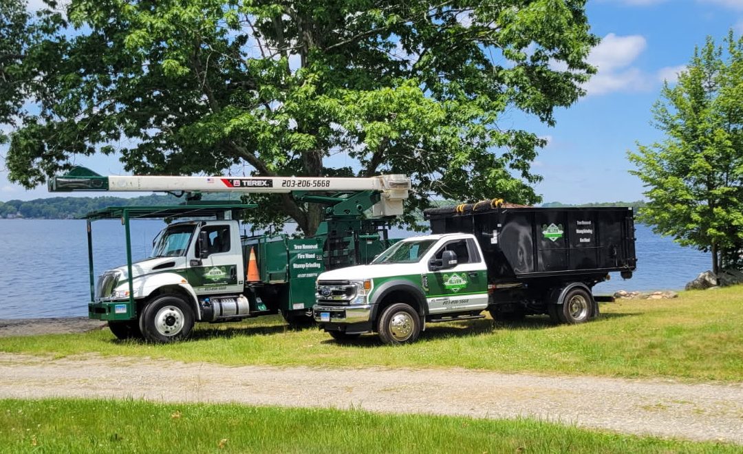 Hillview Tree Service in Naugatuck, CT