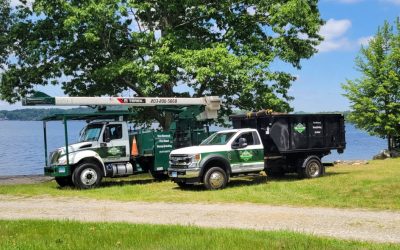 Large Tree Removal Services Contractor in Beacon Falls, CT