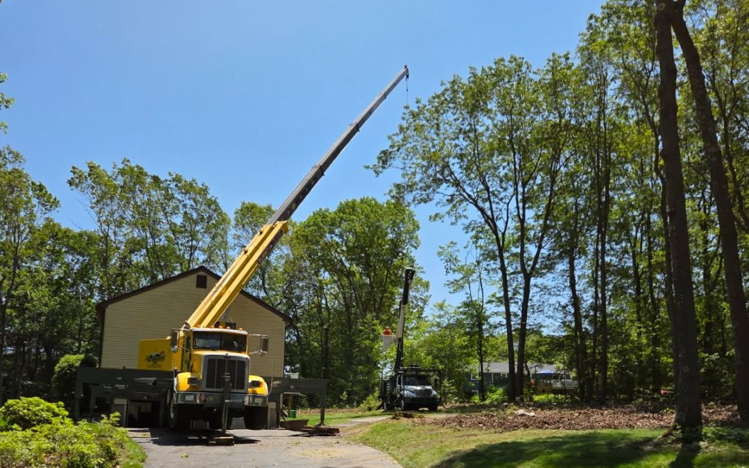 Best Tree Cutting & Removal Contractors in Naugatuck, CT