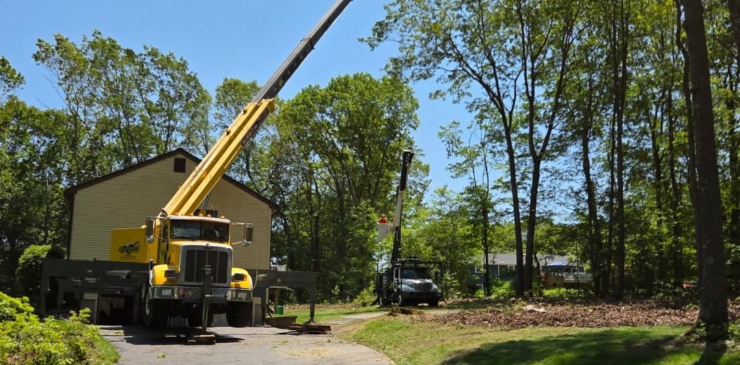How to Locate the Best Tree Removal Company Near You in Naugatuck, CT