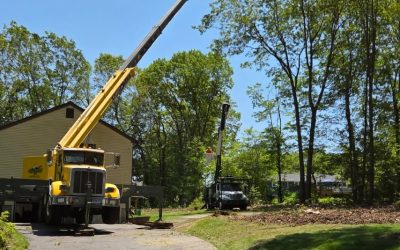 How to Locate the Best Tree Removal Company Near You in Naugatuck, CT